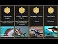 【Top 24】Most dangerous sharks by attack records【Searched in 2025】