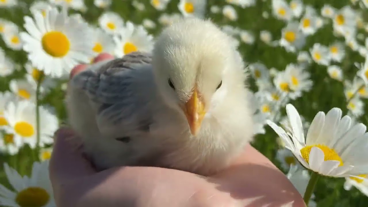 Hands, Jewel Kilcher, Pop Folk Singer Songwriter Music Song, Jenny