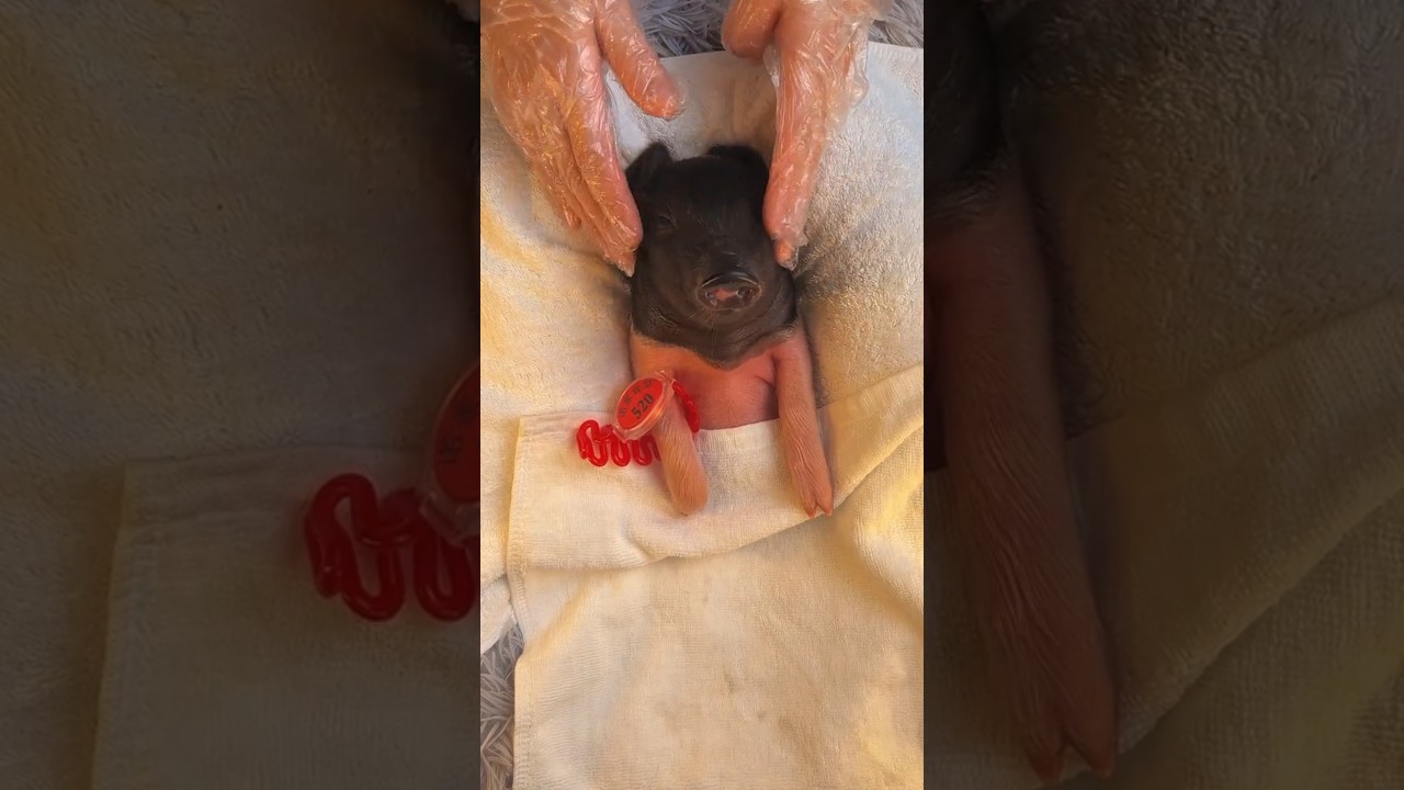 Piglet Asmr Spa 🐷 