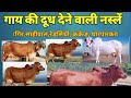 गाय की दूध देने वाली नस्लें// milk breeds of cattle sahiwal , gir , red sindhi , tharparkar, krakrej