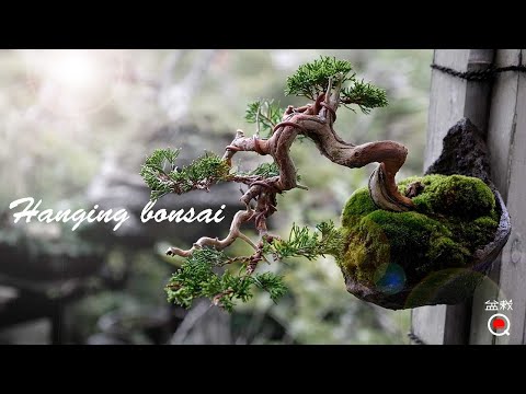 bonsaiQ - YouTube