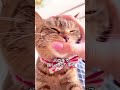 多頭飼育崩壊、育児放棄で保護された猫の指しゃぶり