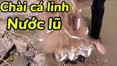 Hôm nay mấy chú cháu đi chài cá linh đồng nước lũ, cá quá nhiều quá chúng #t35#locnguyenag 