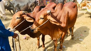 Lahore Bakra Mandi Shahpur Kanjra || Cow Mandi 2021 || Makhi Cheena Bakra || Cattle Market Lahore