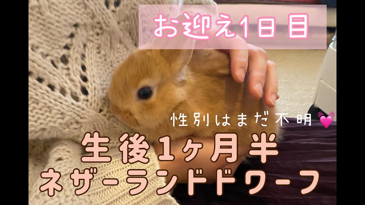 生後1ヶ月半 ネザーランドドワーフお迎え1日目 Youtube