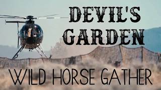 Information The Reality of a Wild Mustang Gather (Devil's Garden) News