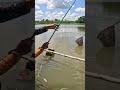 Báo cá cầu trắng nha ae #fishing