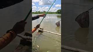 Báo cá cầu trắng nha ae #fishing