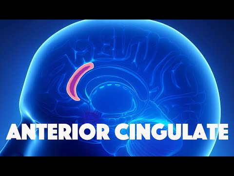 Anterior Cingulate