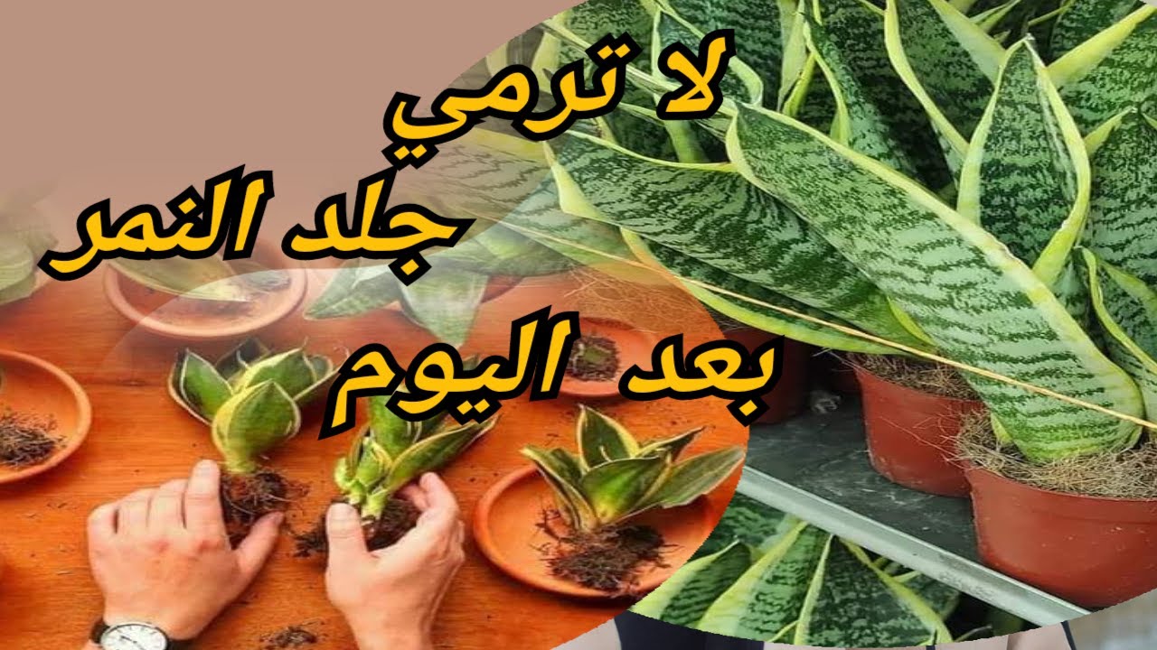 طريقة  فصل جذور  جلد النمر. زراعة  اوراق  جلد النمر.  غرس جلد النمر من الجذور