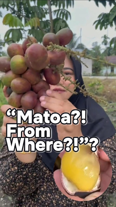 “You’ve Never Heard of Matoa — But You Should!” #shorts #fruit #matoa