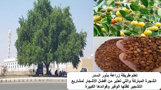 أفضل طريقة لزراعة شجرة السدر من البذور 🌳