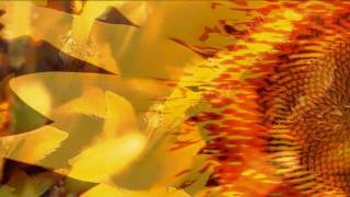 Robin Guthrie - Sunflower Stories [Non Official Video]