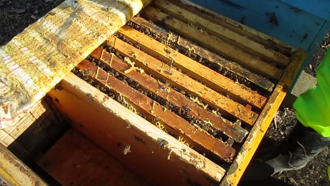 Пчелы после зимовки что делать. Варроатоз пчел. Обработка пчел весной. Пчеловоды обработка подсолнечника. Весенняя обработка пчел.