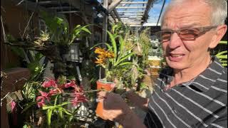 How I care for Mormodes / differences with Catasetums