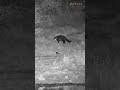 Mabula Waterhole Civet Being Followed Around By A Lapwing Wildlife Africamlive Mabula 