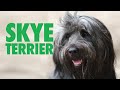 Skye Terrier - One Big Playground の動画、YouTube動画。