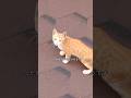 子猫が屋上に閉じ込められ、10日以上も毎日大声で助けを求めていた,そしてついに。無事に教出された#shorts