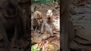 the monkeys catch the frog