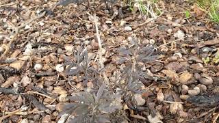 Sambucus nigra 'Black Lace' bez černý
