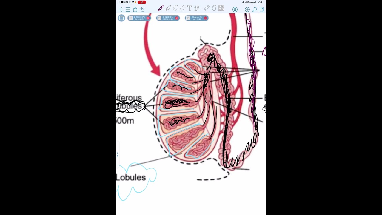 فسلجة وزاري | male reproductive system