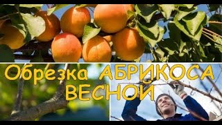 ОБРЕЗКА АБРИКОСА ВЕСНОЙ /// САД.БЕЛ