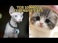 Top 10 Most Expensive Cat Breeds  |  Luxurious Feline Companions