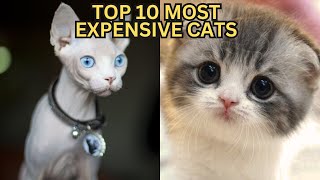 Top 10 Most Expensive Cat Breeds  |  Luxurious Feline Companions