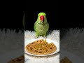 #parrot #birds #eating #eatingshow #aalookaparatha #food #foodie ##paratha #ytshorts #shorts #reels