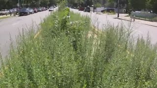 Neighbors map out messy medians in Queens
