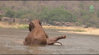 The Elephant Herd Heals! - ElephantNews