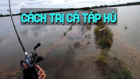 Câu cá lóc đồng mùa lũ (P6) - Đóng cá sướng tay.Thợ săn cá lóc.