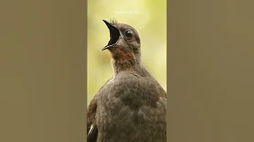 This Bird Can Mimic Any Sound 🔊 #shorts