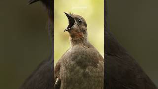 This Bird Can Mimic Any Sound  #shorts