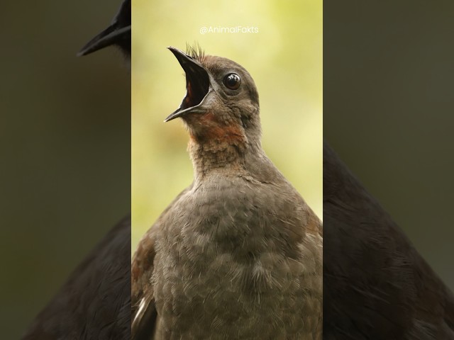 Burung Ini Bisa Meniru Suara Apapun 🔊 #shorts class=