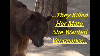 Scary Bear Attacks: This Sow Grizzly Wanted Revenge On Charles Allen