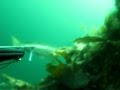 Подводная охота в Норвегии (Spearfishing on norway) 2011 hitra