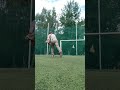 Throwing a tennis ball with sling.Метание пращей теннисного мяча. sports throwing.спортивное метание