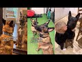 Belgian Malinois Compilation!