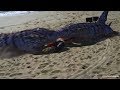 Download Shark Movie Review: Sand Sharks Shark Movie Review: Sand Sharks