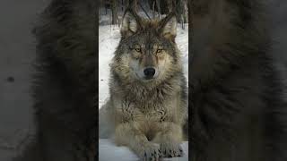 cute animal (pic from Pinterest)