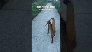 Fetching sticks is fun! Abyssinian cat acting like a dog #abyssinian #catshorts #funny #adventure