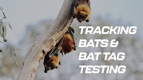 Tracking Bats and Bat tag testing