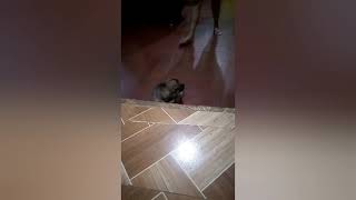 Mixed Breed Japanese Spitz And Askal Trying To Go Up Youtube