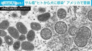 サル痘がヒトから犬に感染　アメリカで警鐘「ペットとの接触を避けるべき」(2022年8月18日)