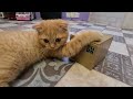 Смешной котенок Персик и кошка копилка с Алиэкспресс😺😺😱🤣 смешные животные коты приколы