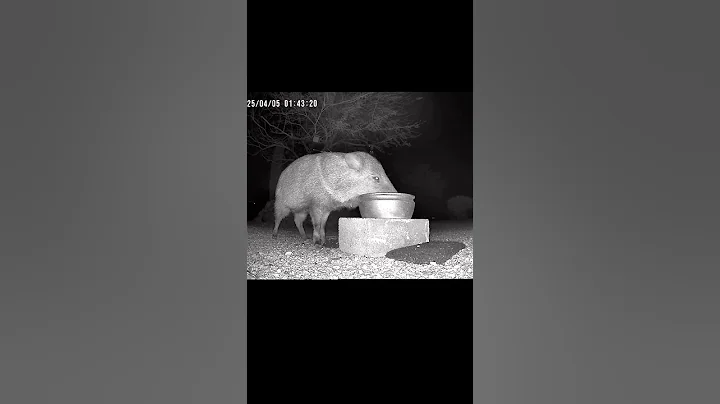 Javelina Late Night Drink of Water #Slurp #javelina #desert #nightlife