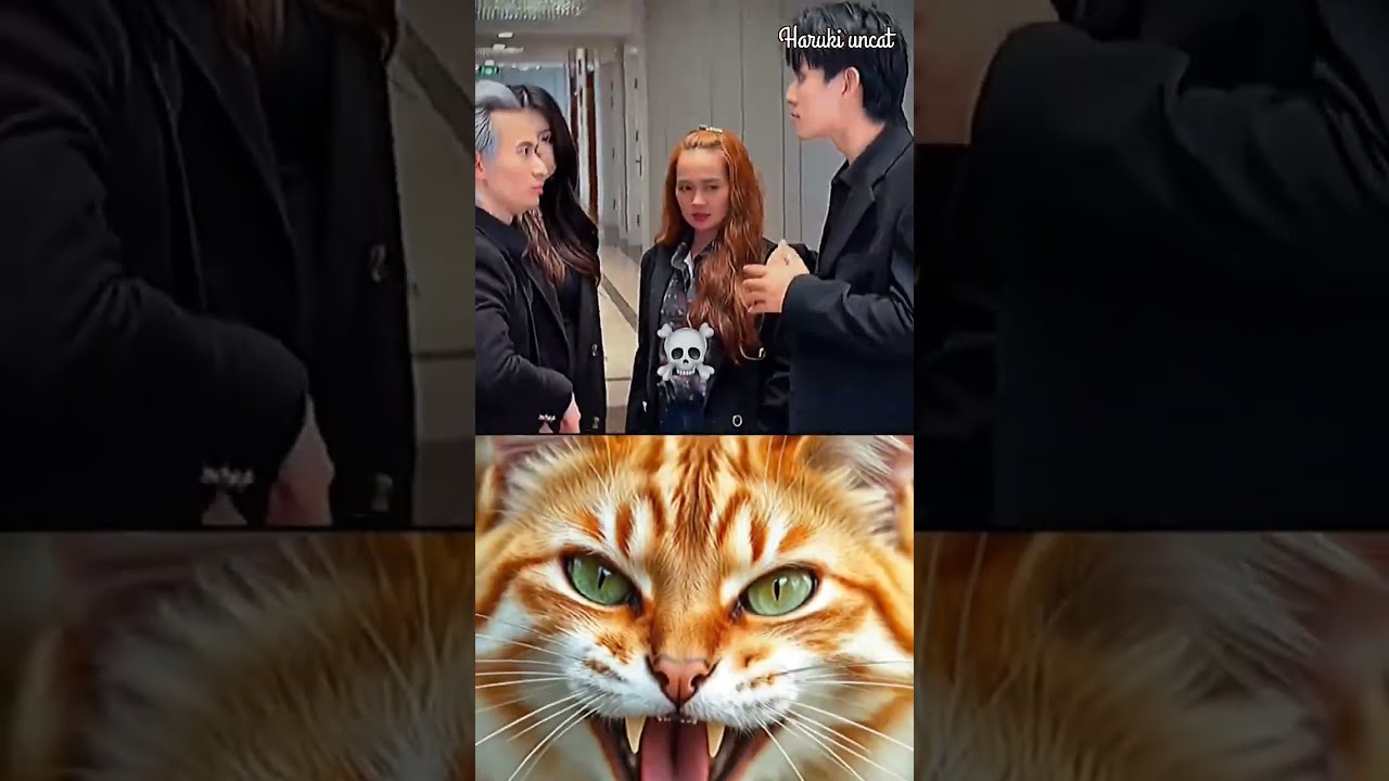  Wait Until You See It Cat Meme Trading Funny