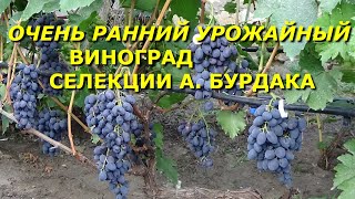 Очень ранний урожайный виноград селекции А  Бурдака