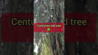 Mother Island Italy centuries-old tree 🌳 Lago Maggiore Isola Madre Albero secolare